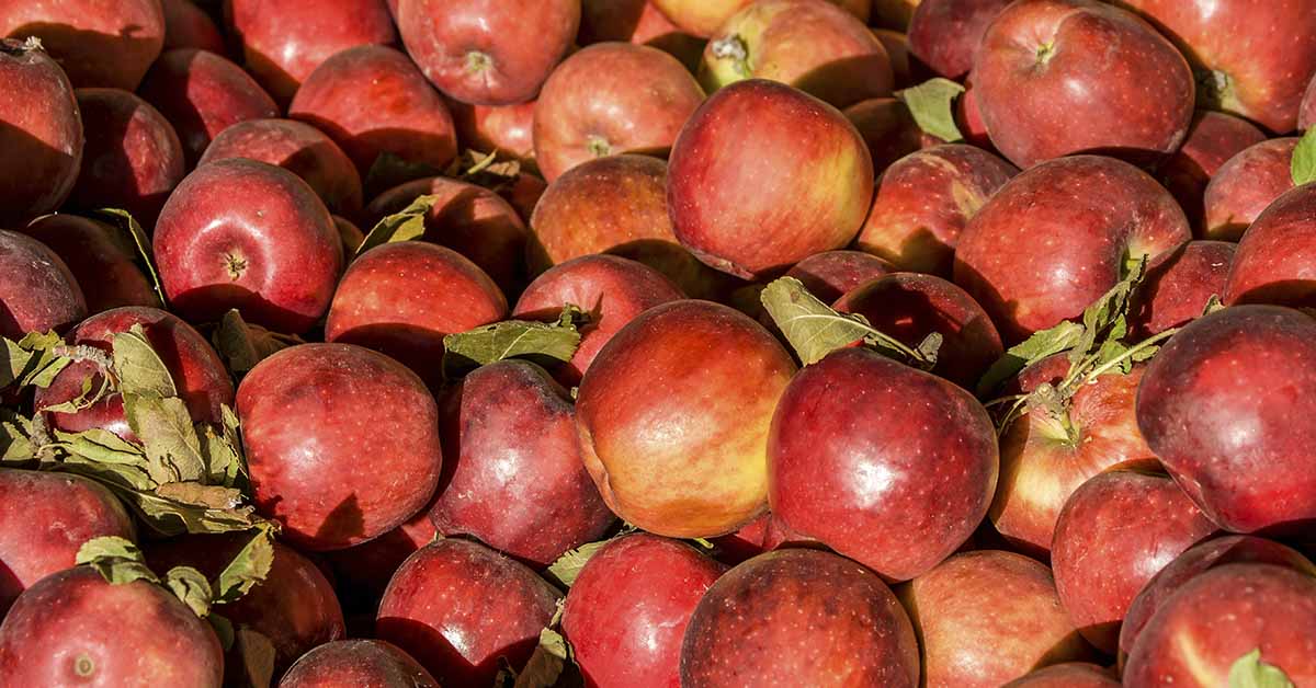 6 Of The Healthiest Apples You Can Eat
