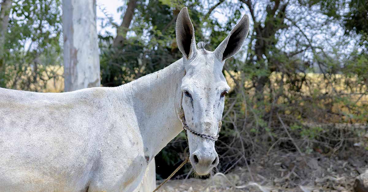 Dutch Woman Detained for Violent Confrontation with Man Over Donkey Abuse in Egypt