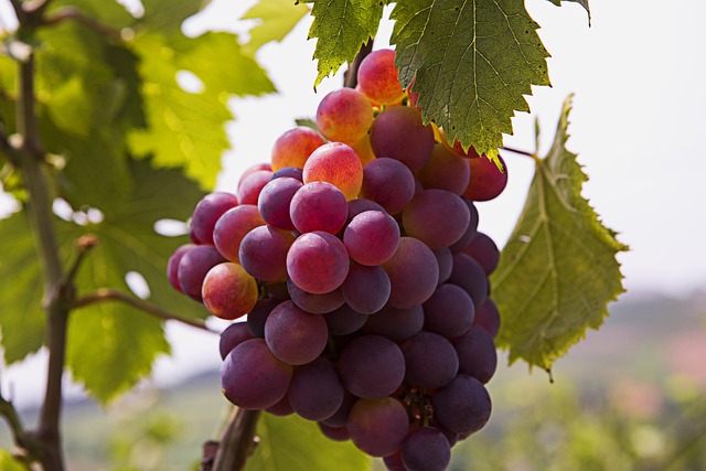 red grapes