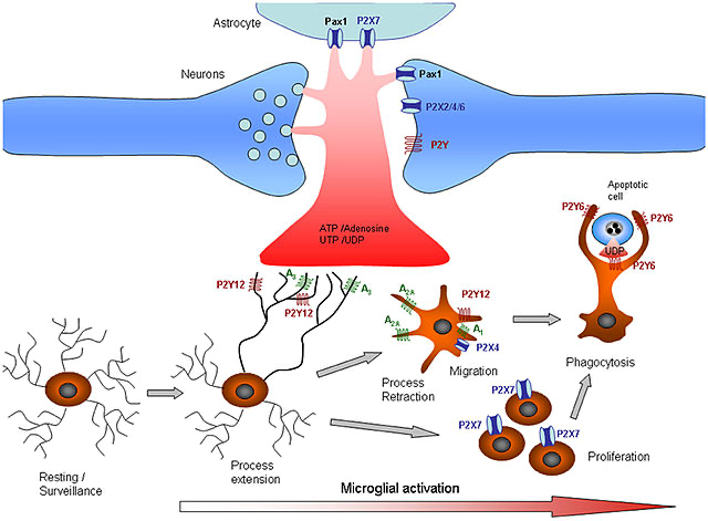 Picture showing how brain cells talk to each other. The light blue part at the top is a helper cell. The blue parts on the sides are nerve cells. The brown cells at the bottom are cleaning cells that help prevent dementia by removing waste. The diagram shows these cleaning cells in action, resting, moving, and eating up harmful stuff. Each step is labeled to show how they work to keep the brain healthy.