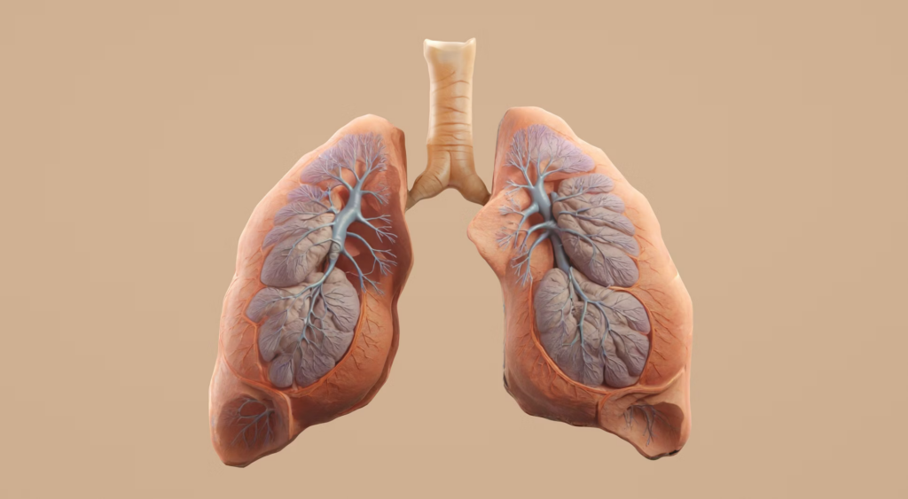 3D medical rendering of healthy human lungs showing the intricate bronchial tree structure. This normal respiratory anatomy helps readers understand what can become damaged when exposed to harmful chemicals found in vaping products.