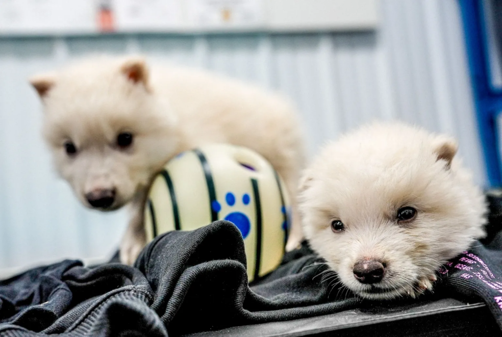 Two Dire Wold pups posing for the camera