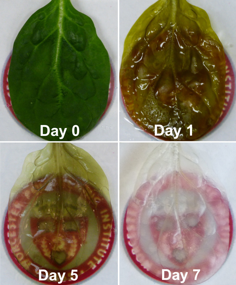 Timelapse images over 7 days of a spinach leaf that was flushed with a mild detergent, which removed all plant cells, leaving behind a thin framework made of cellulose, to mimic human heart tissue.
