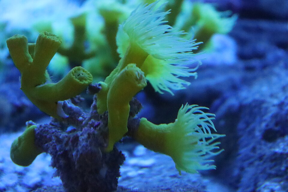 Yellow coral polyps extending into ocean waters, representing the rare yellow coral Dendrophyllia cornigera found among the Mediterranean circles.