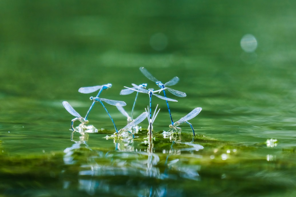 Blue damselflies gathering on a water plant, their delicate bodies and wings reflecting in the green water surface, showcasing how attracting dragonflies to your yard provides both beauty and practical pest management.