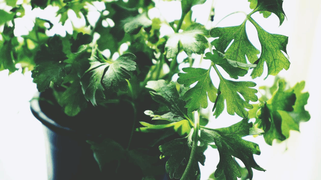 Green Leafed Plant