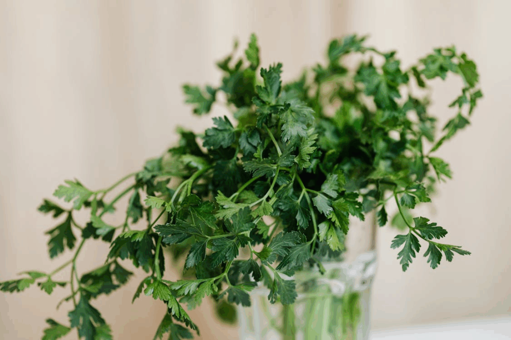 Aromatic fresh parsley in glass vase on table