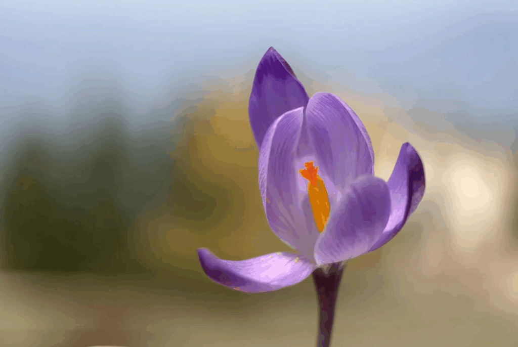 A purple crocus flower is shown in this photo