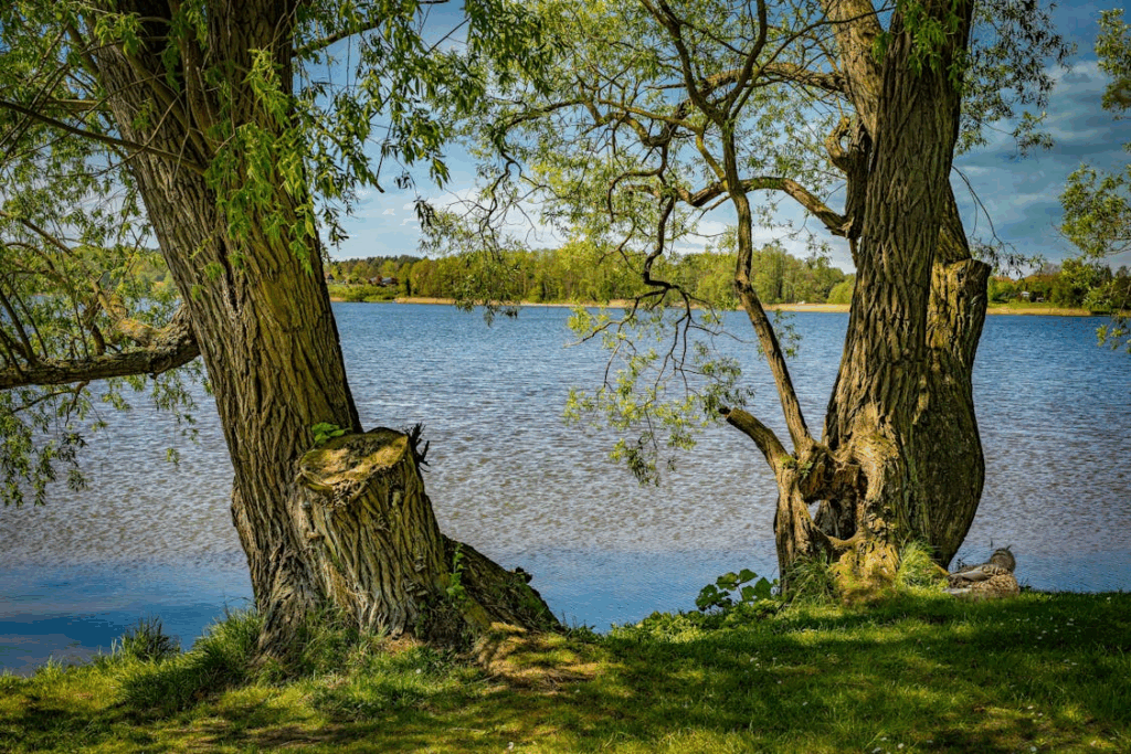 Bäume am See