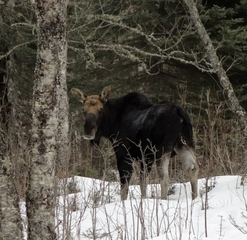 Moose in National Park, Michigan