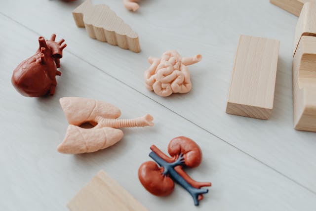 organs