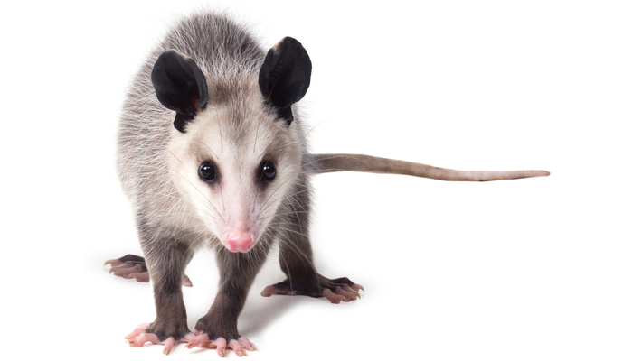 possum