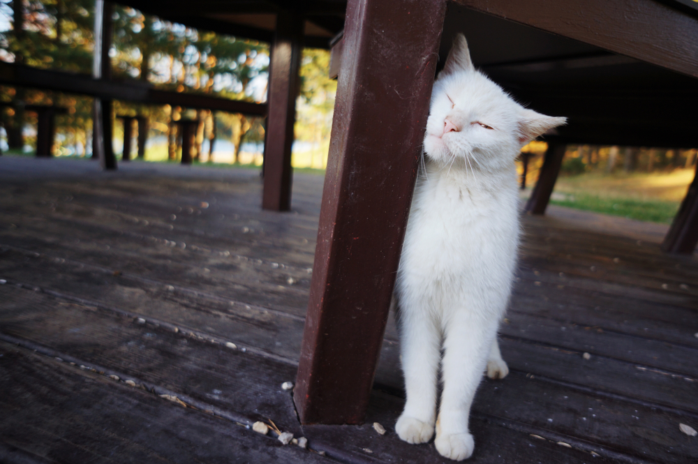 White cat rubs against the leg of the table's leg
