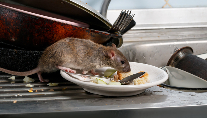 Close-up young rats (Rattus norvegicus) sniffs leftovers on a plate on sink at the kitchen. Fight with rodents in the apartment