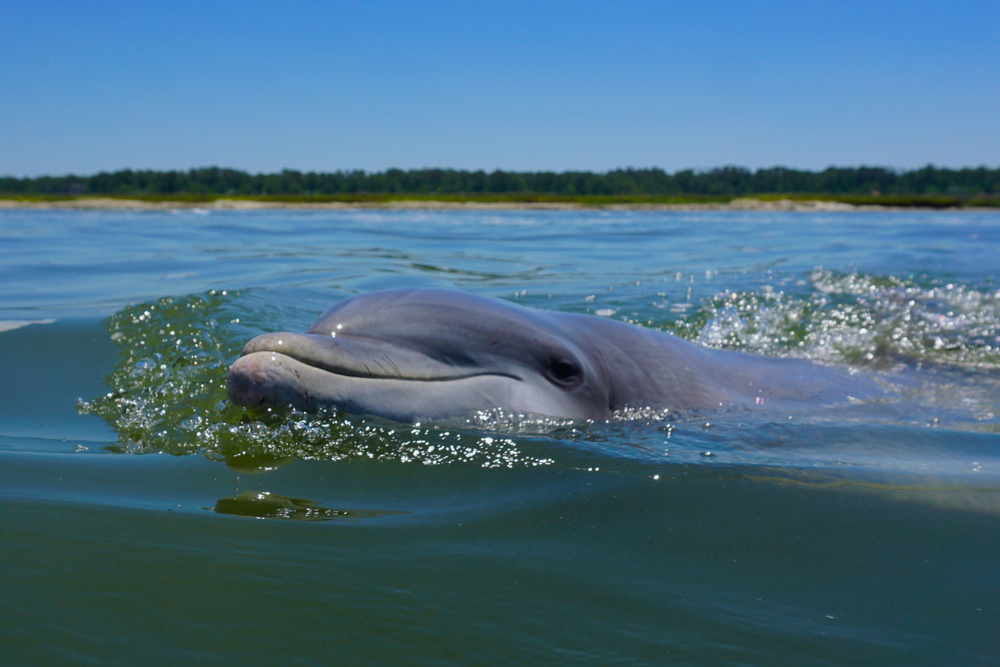 Wild Swimming Dolphins