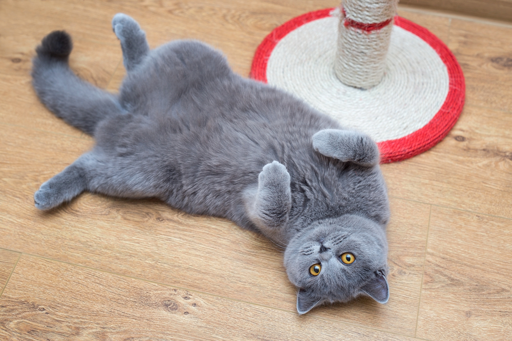 Beautiful grey cat lying in a belly-up position
