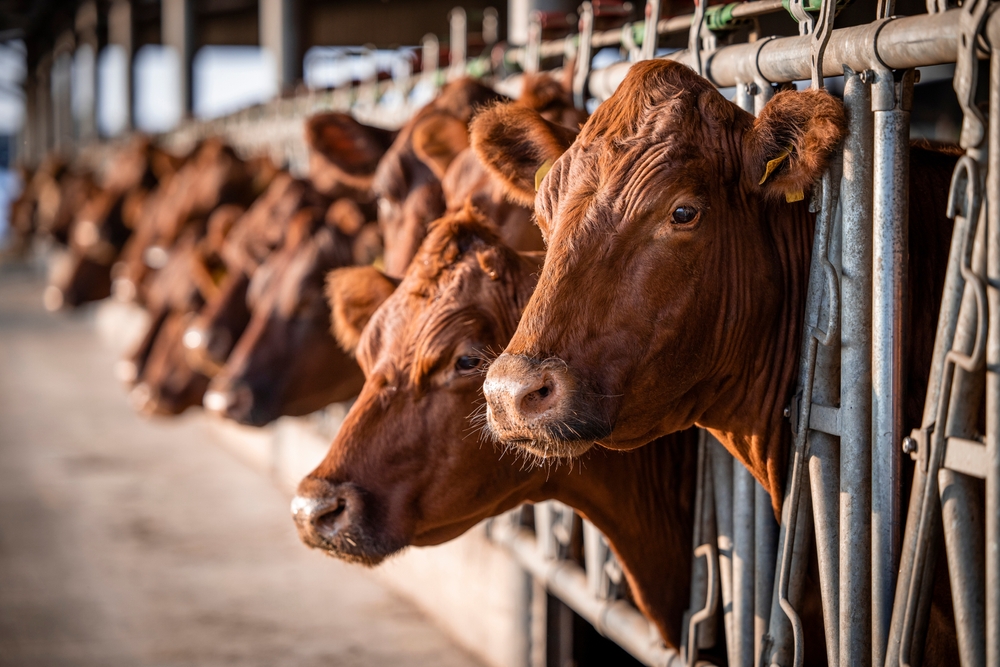 Beef cattle farming and large group of cows domestic animals inside cowshed waiting for food.

