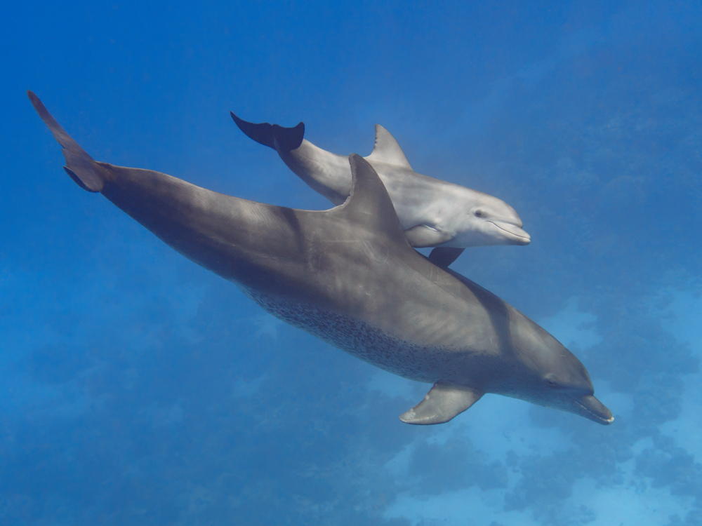 Pair (parent and child) wild bottlenose dolphins swimming in the deep blue sea near coral reef