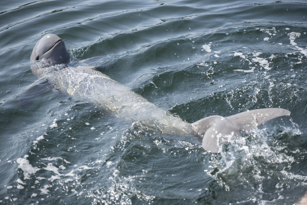 Irrawaddy dolphin swimming in ocean.