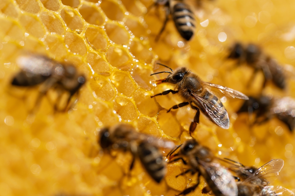 Working bees on honeycomb. Colony of bees in apiary. Beekeeping in countryside. Macro shot with in hive in honeycomb, wax cells honey. Honey in combs
