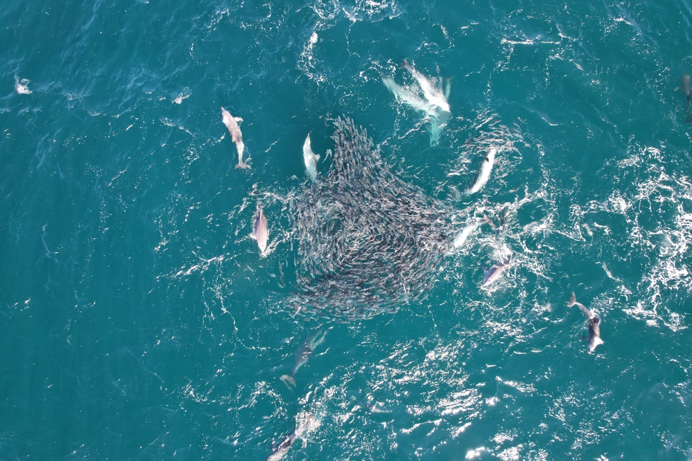 Dolphins Hunting a School of Mullet Fish on the east coast of Australia
