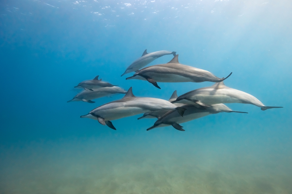 Spinner Dolphin Family with baby in clear blue water High Quality