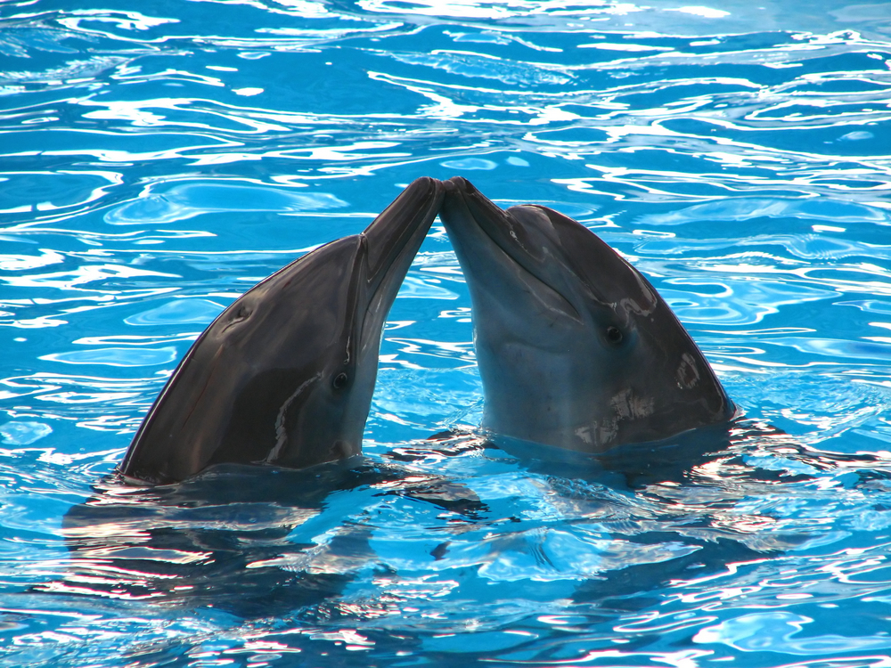 kissing dolphins