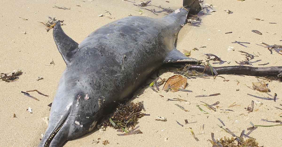 Mystery as Dead Dolphins Appear Along Southern California Shoreline