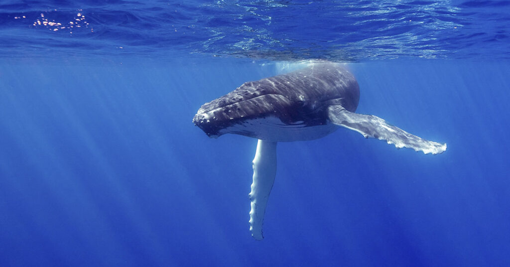 One Day, Whales Might Join the Conversation — In Their Own Language - Featured image