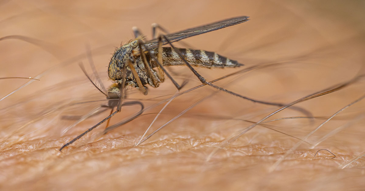 The One Vitamin That Could Help Keep Mosquitoes Away All Summer