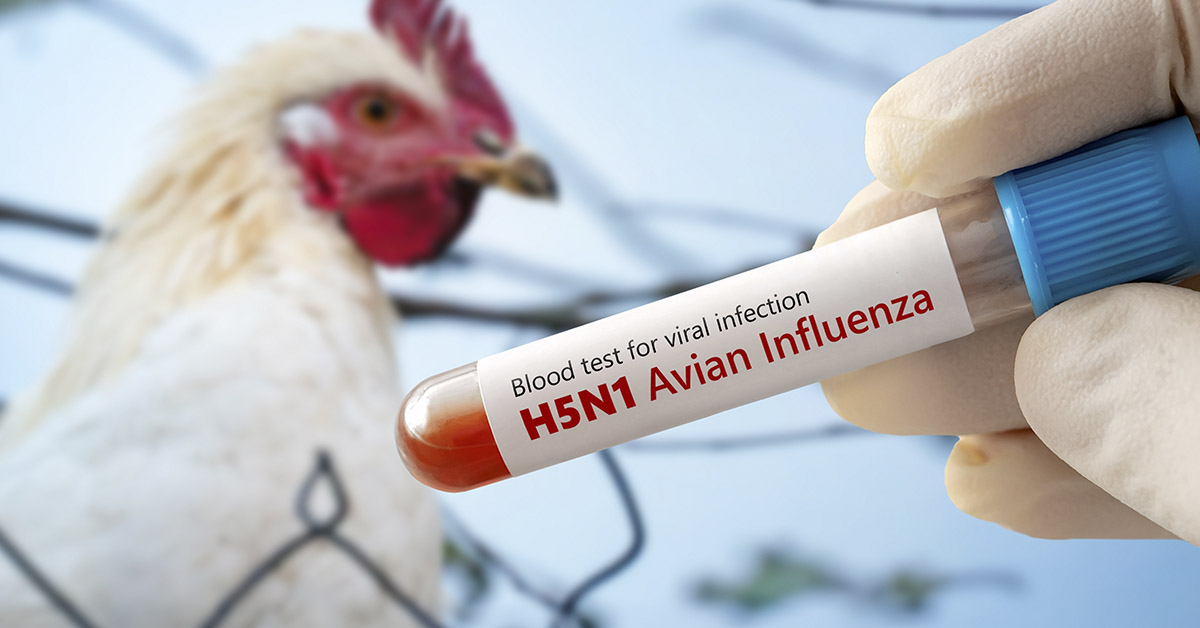 Essential Bird Flu Symptoms to Watch as Experts Warn of Possible New Pandemic