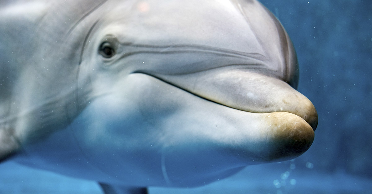 Heroic Dolphins Shield Lifeguards from Great White Shark in New Zealand Waters