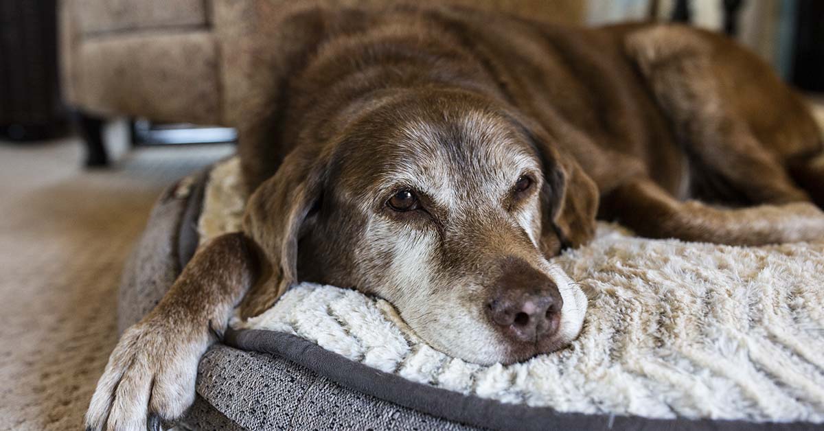 11 Telltale Signs That Your Dog Might Be Approaching the End of Their Life