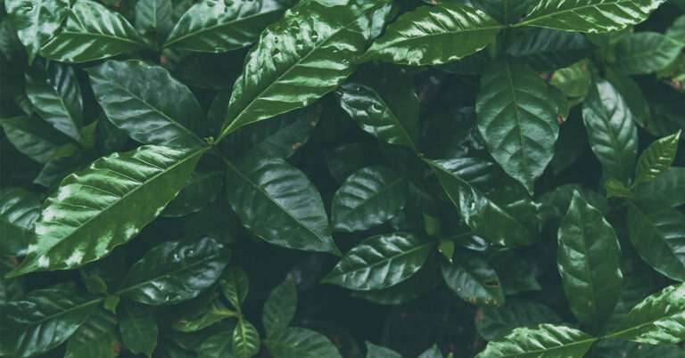 What Is Coffee Leaf Tea? 5 Potential Benefits. - Featured image