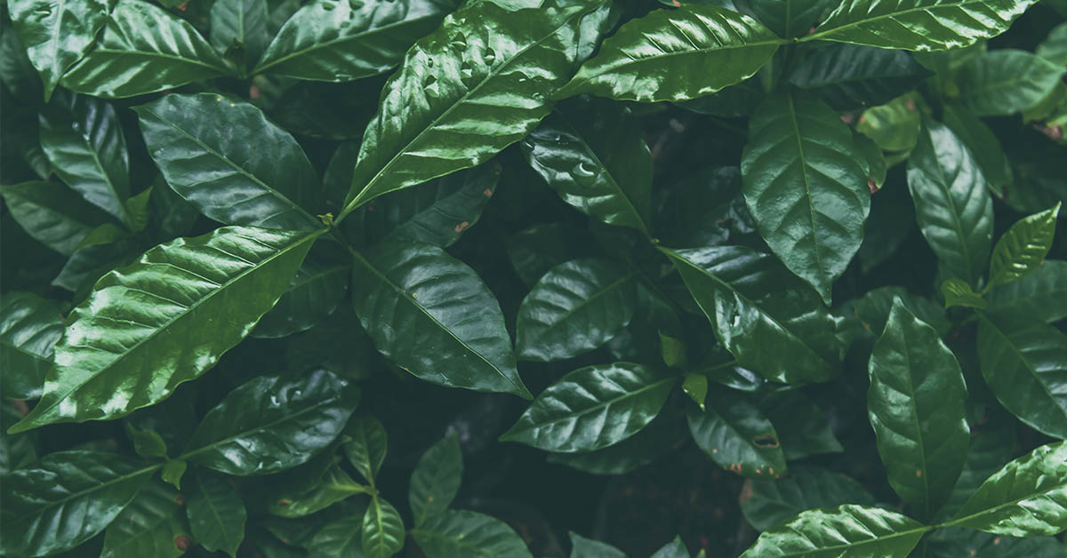 What Is Coffee Leaf Tea? 5 Potential Benefits.