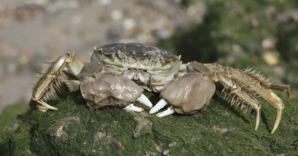 California on Alert After Discovery of 13-foot Climbing Invasive Creature from China - Featured image
