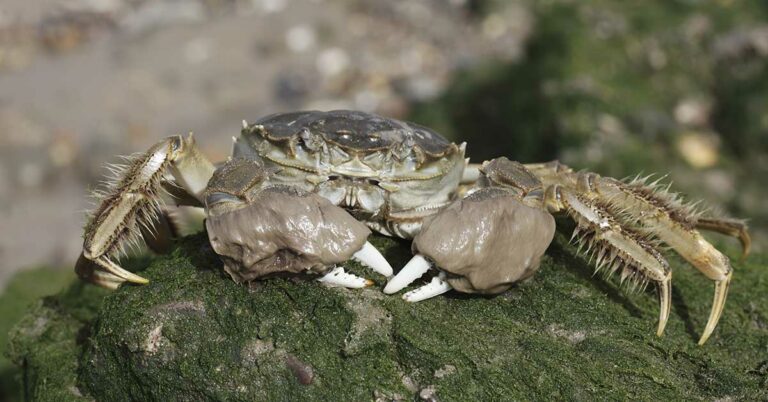 California on Alert After Discovery of 13-foot Climbing Invasive Creature from China - Featured image