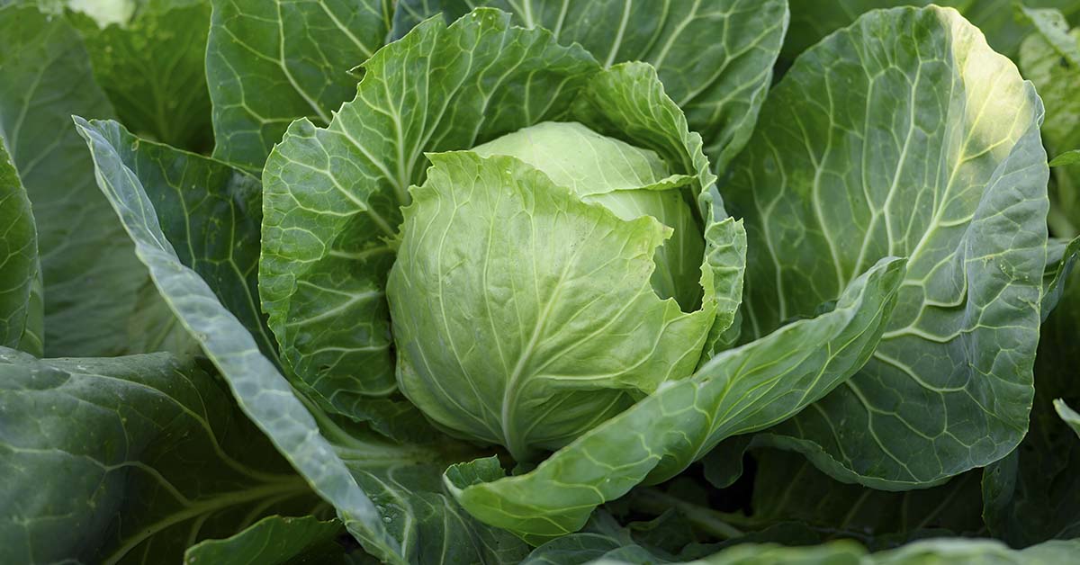 Cabbage: A Nutrient-Packed Superfood, But Some People May Need to Avoid It