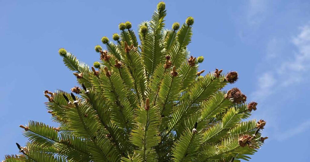 Critically Endangered ‘Dinosaur Tree’ Produces Fruit for the First Time - Featured image