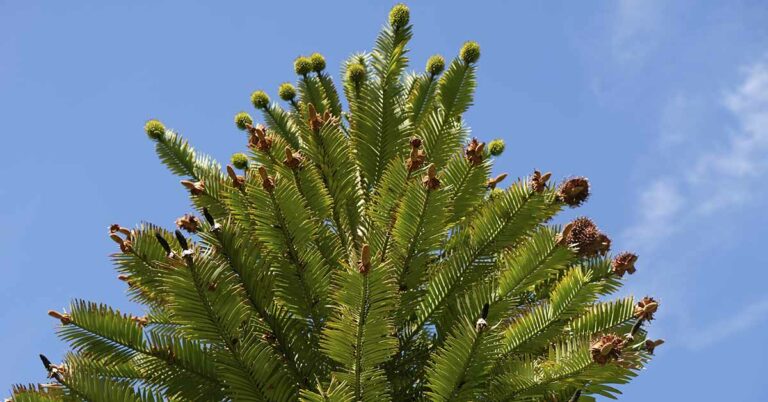 Critically Endangered ‘Dinosaur Tree’ Produces Fruit for the First Time - Featured image