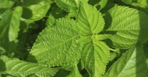 mint leaves