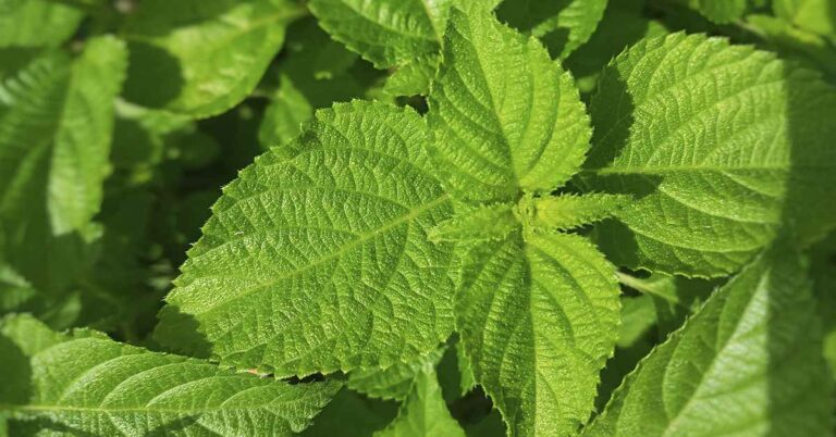 Healing Leaves: 10 Leaves With Powerful Medicinal Value - Featured image