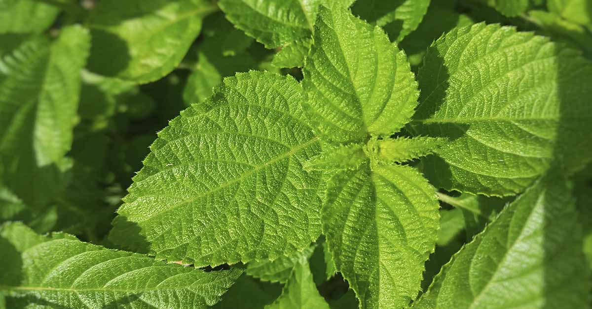 Healing Leaves: 10 Leaves With Powerful Medicinal Value