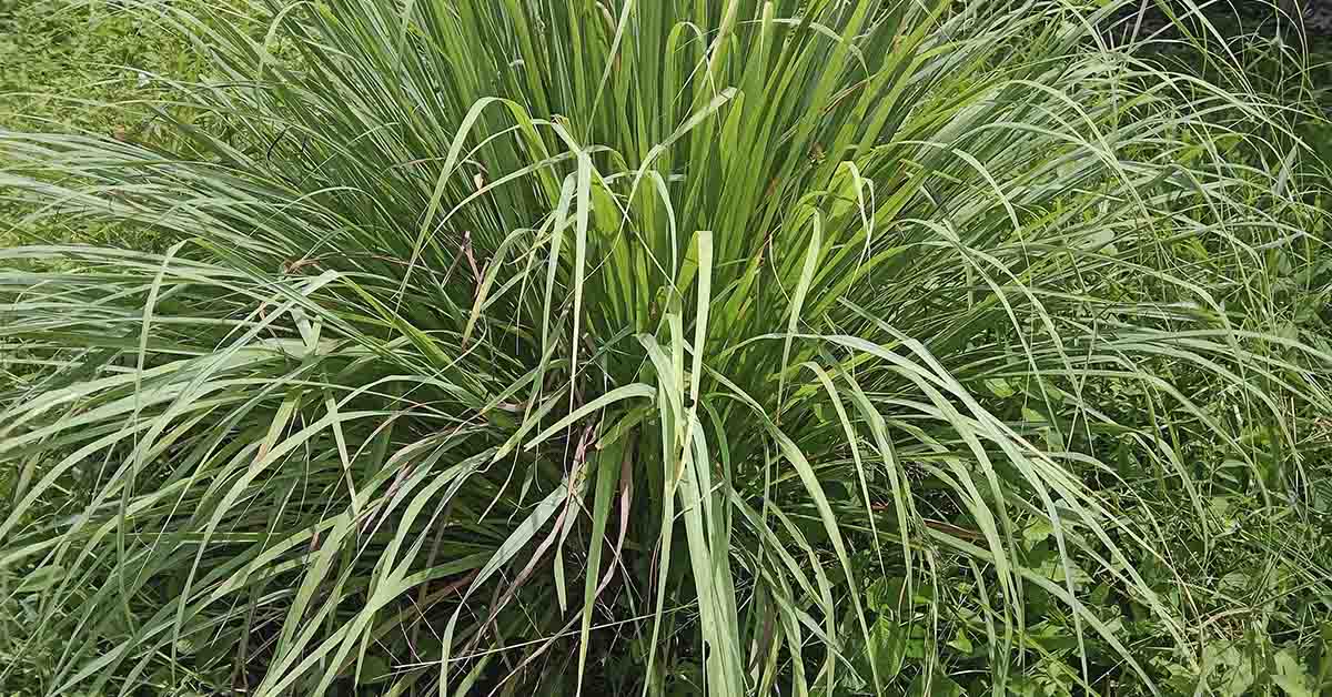 20+ Mosquito-Repelling Plants to Keep Your Yard Pest-Free