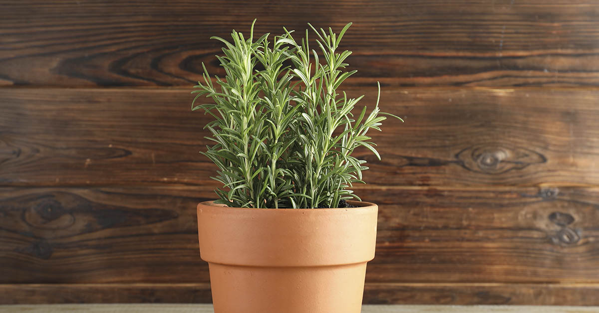 Does Your Rosemary Keep Dying? Try This Easy Fix for Healthier Plants