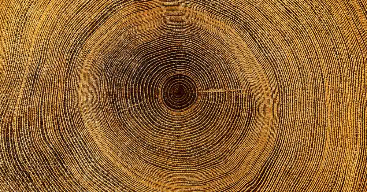 Men Who Cut Down 150-Year-Old Tree Found Guilty and Will Face Severe Sentence