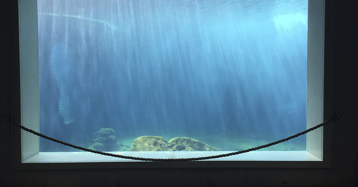 Abandoned for Months: Orcas and Dolphins Trapped in Empty Marine Park