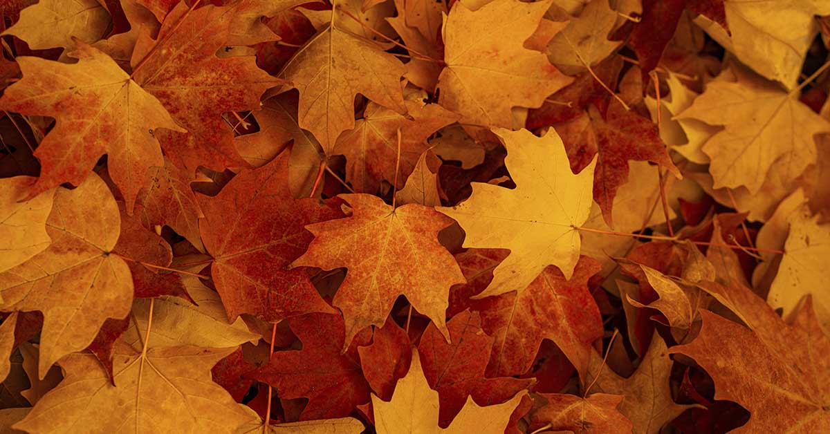 Ukrainian Scientist Turns Fallen Leaves Into Eco-Friendly Paper, Earns Spot as Young Inventors Prize Finalist
