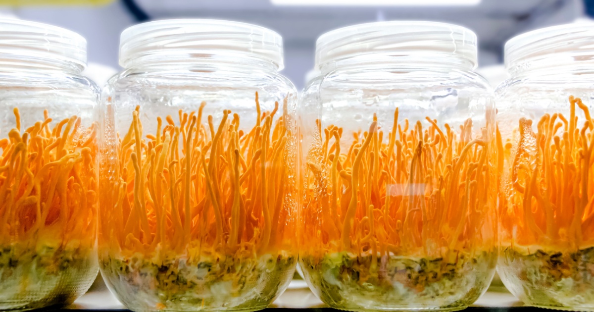 Modified Himalayan Fungus Compound Boosts its Anti-Cancer Properties 40x