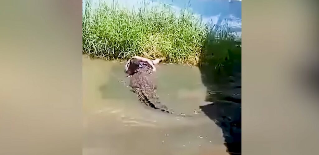 Crocodile in water